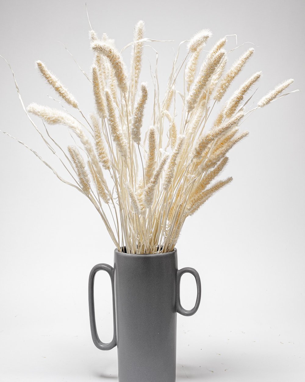 Setaria Blekt Vit – Torkade Blommor, Flora Grossist, torkade-blommor