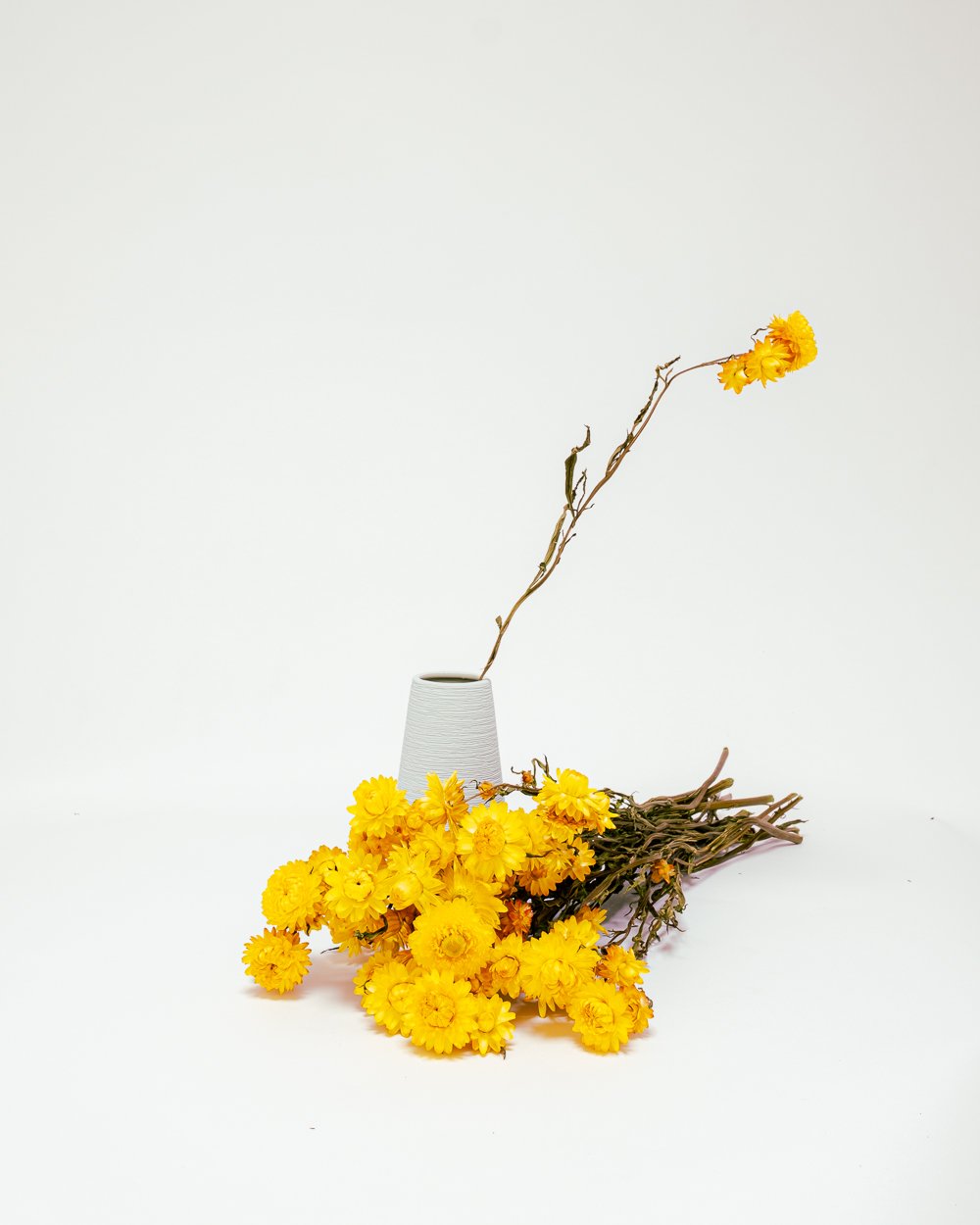 Jätte Eternell Helichrysum Gul – Torkade Blommor, Flora Grossist, torkade-blommor