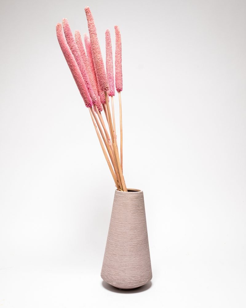 Babala Blekt Rosa – Torkade Blommor, Flora Grossist, torkade-blommor