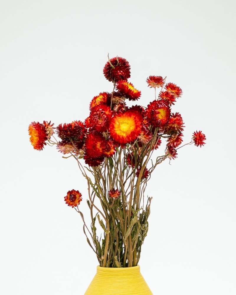 Jätte Eternell Helichrysum Röd – Torkade Blommor, Flora Grossist, torkade-blommor