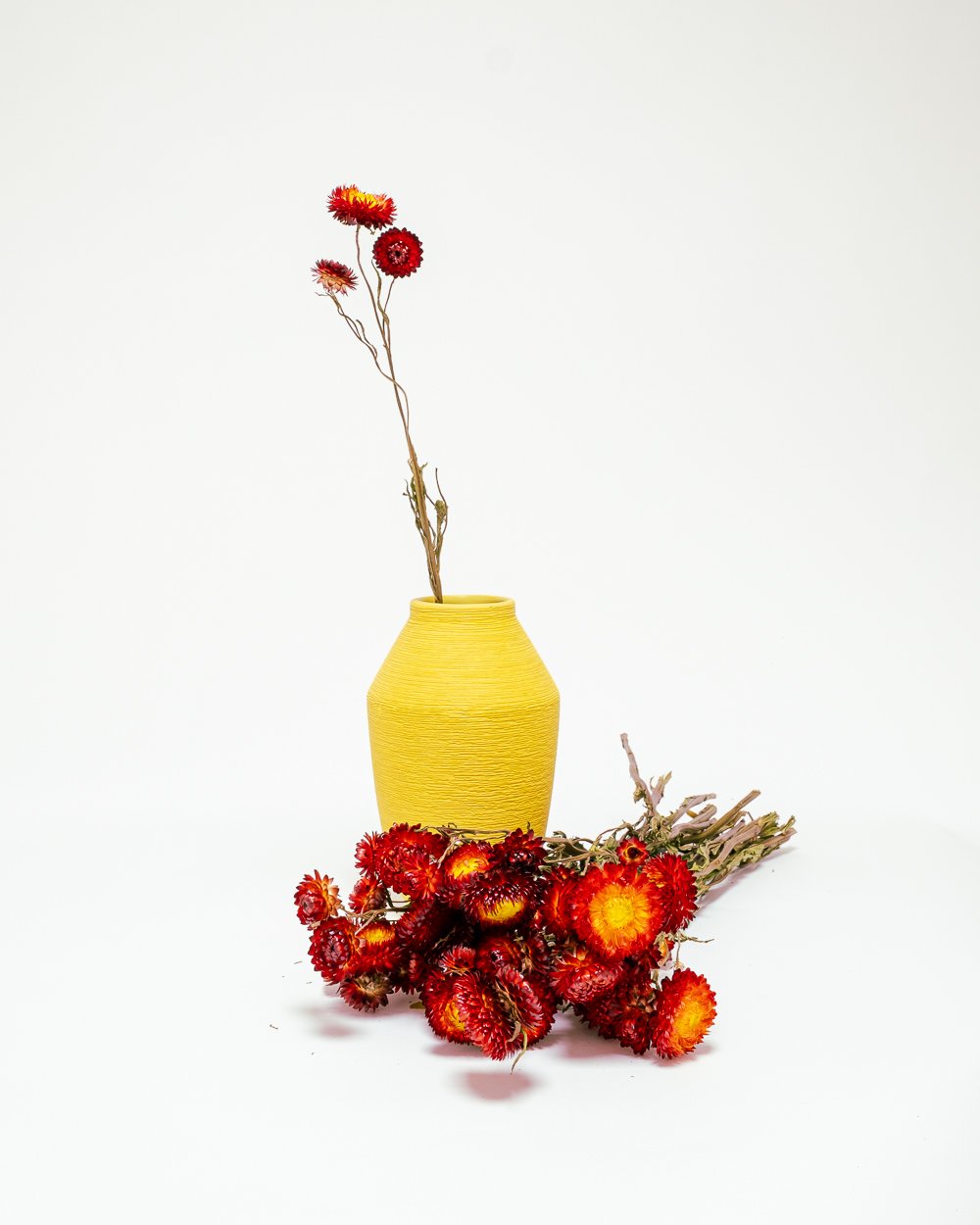 Jätte Eternell Helichrysum Röd – Torkade Blommor, Flora Grossist, torkade-blommor