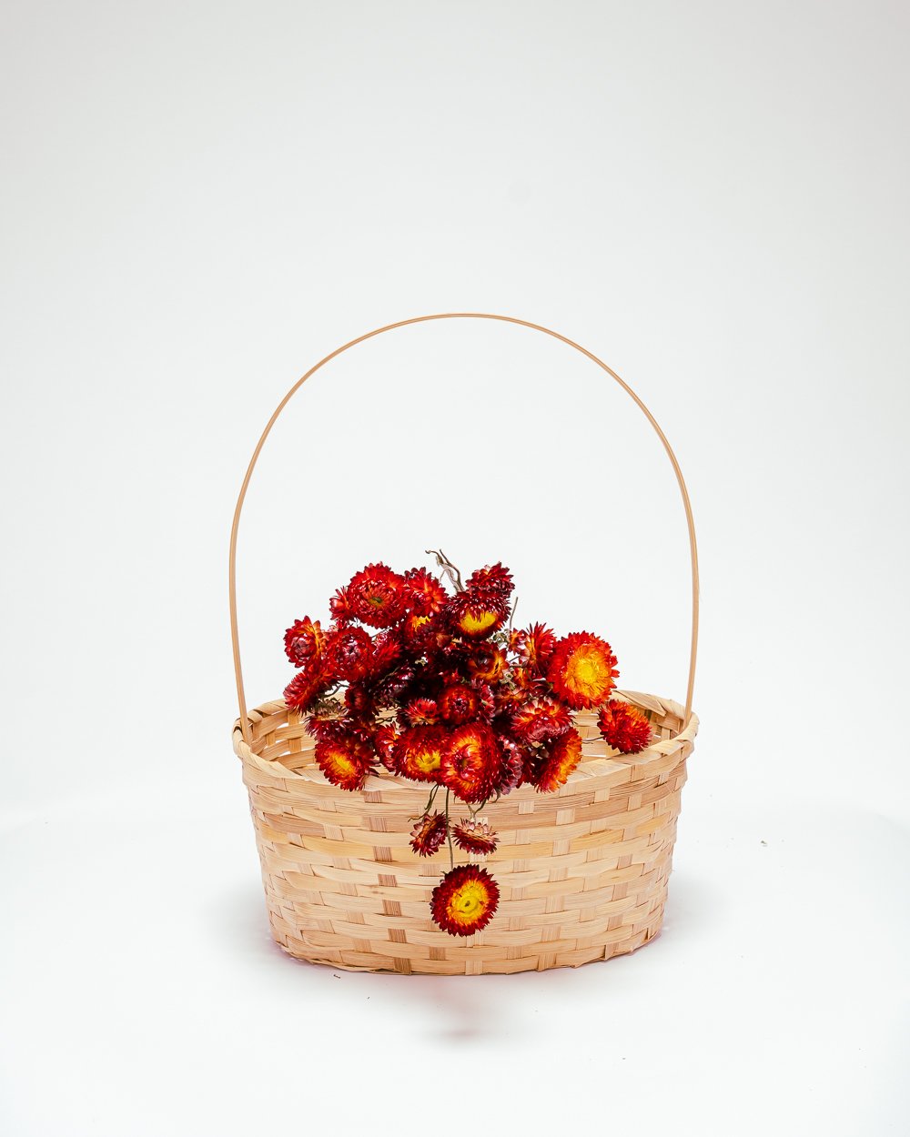 Jätte Eternell Helichrysum Röd – Torkade Blommor, Flora Grossist, torkade-blommor