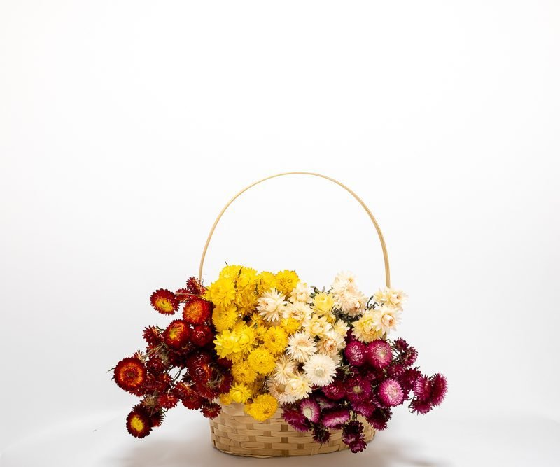 Jätte Eternell Helichrysum Vit – Torkade Blommor, Flora Grossist, torkade-blommor