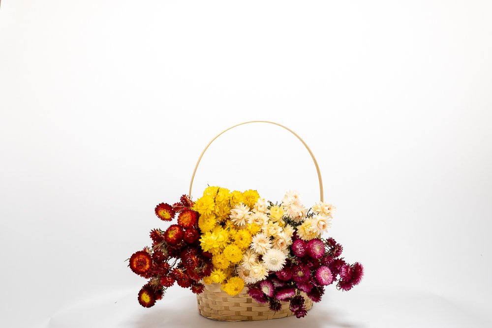Jätte Eternell Helichrysum Vit – Torkade Blommor, Flora Grossist, torkade-blommor