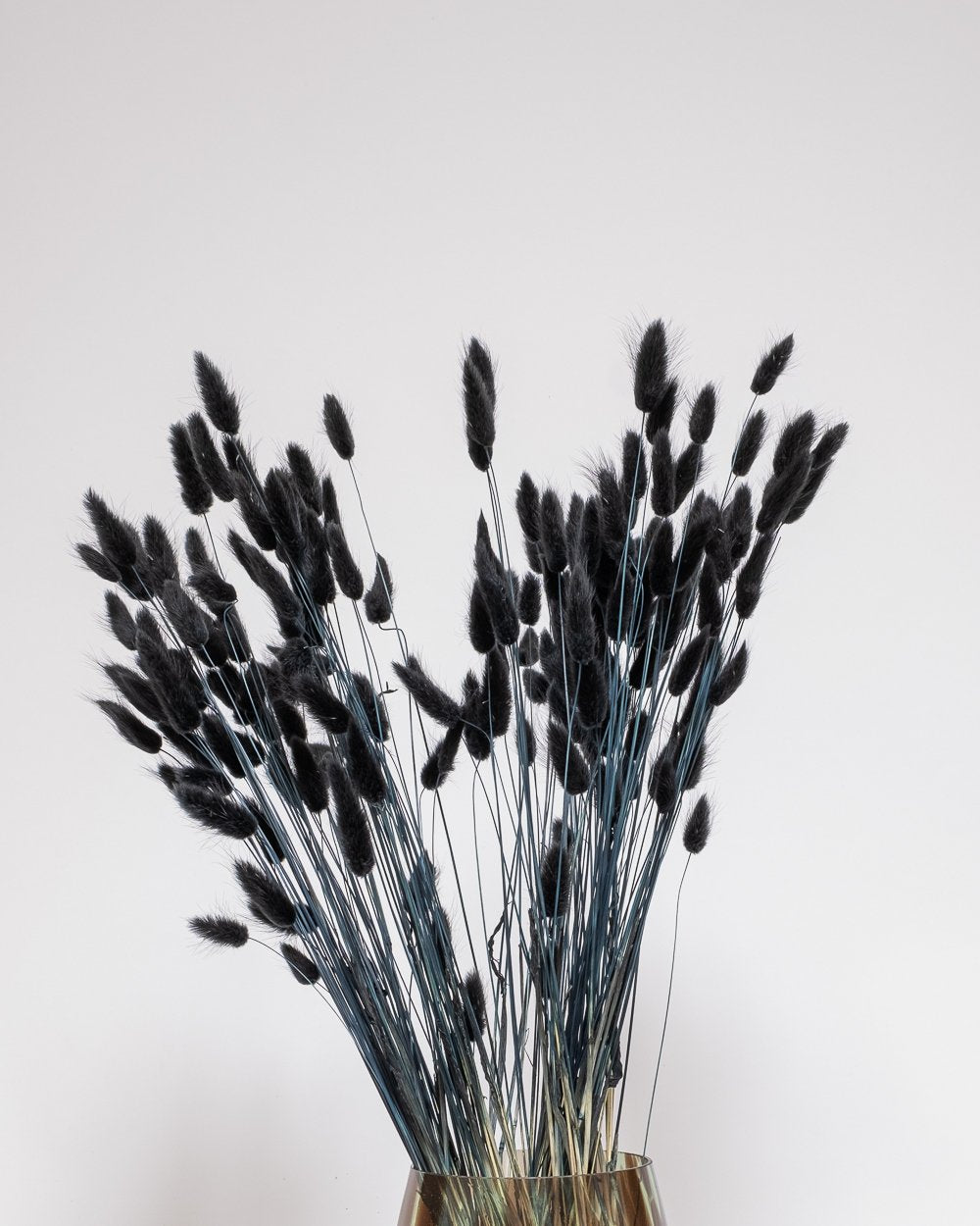 Lagurus Svart 100 Gram-torkade Blommor, Flora Grossist, torkade-blommor