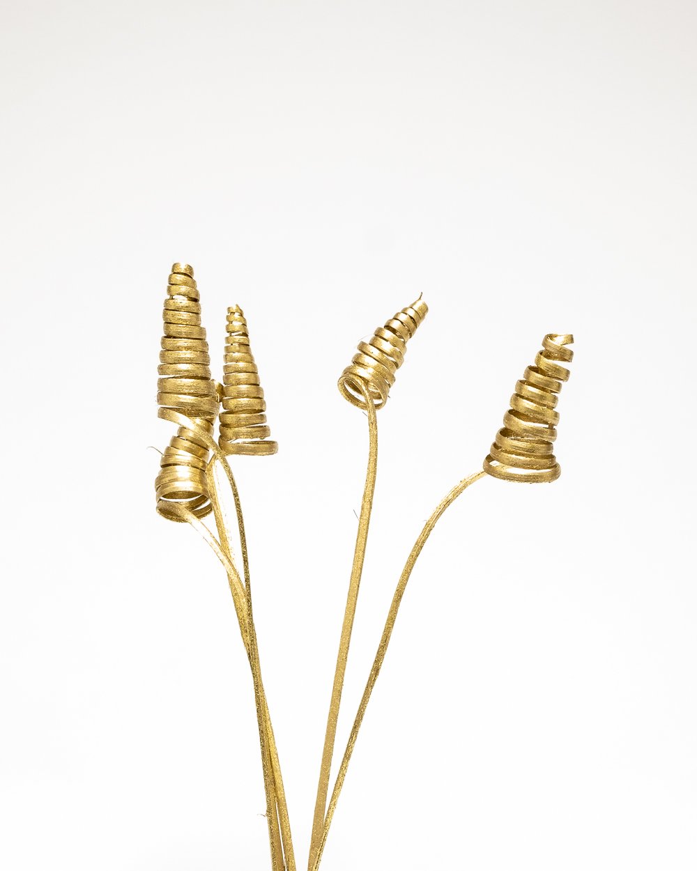 Cane Cone Guld – Torkade Blommor, Flora Grossist, torkade-blommor