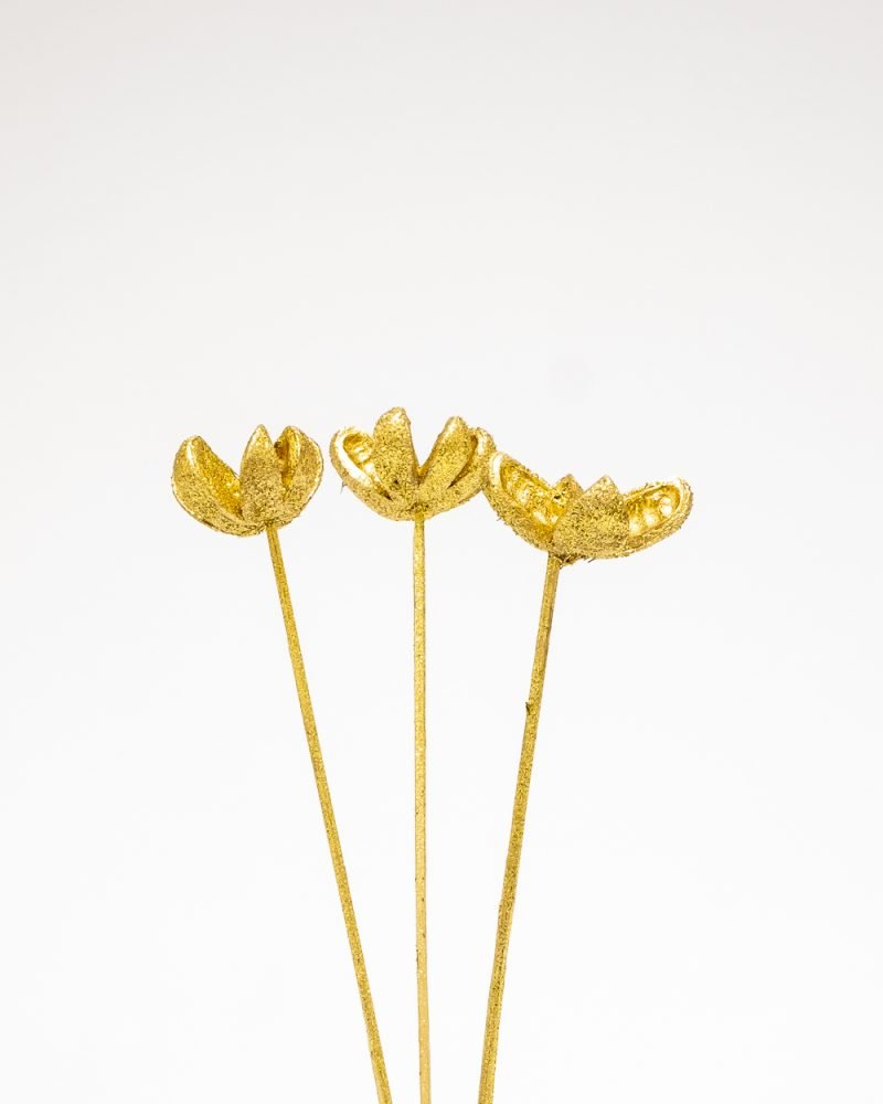 Bomullskapsel Guld – Torkade Blommor, Flora Grossist, torkade-blommor