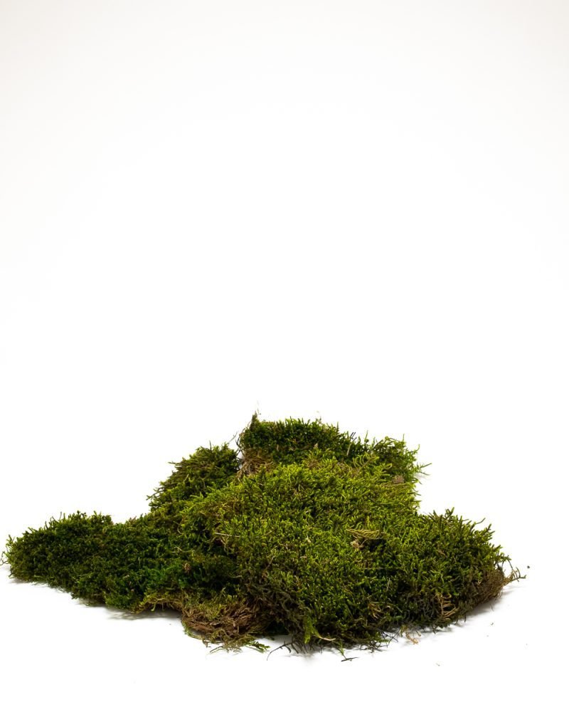 Mossplatta Grön 500 Gram – Konserverade Mossa, Flora Grossist, konserverade-blommor