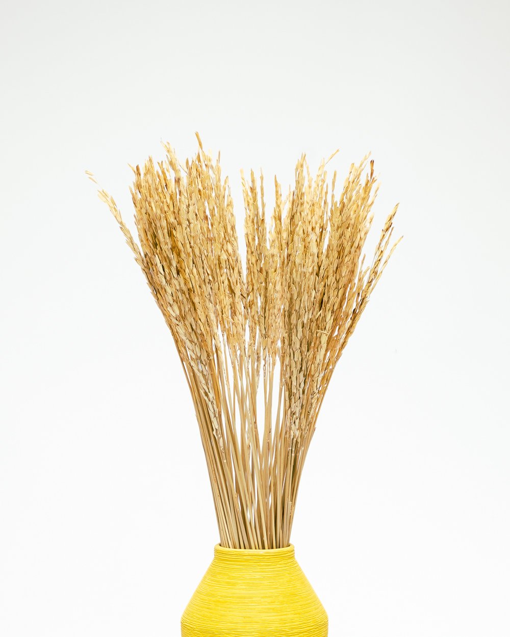 Ris Naturell – Torkade Blommor, Flora Grossist, torkade-blommor