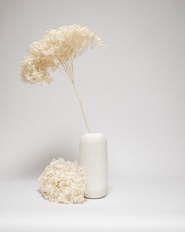 Hortensia Blekt Vit – Super, Flora Grossist, torkade-blommor