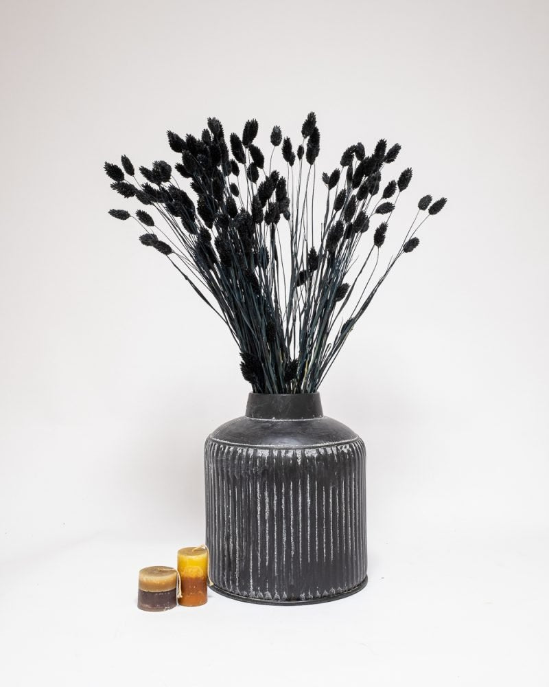 Phalaris Svart – Torkade Blommor, Flora Grossist, torkade-blommor