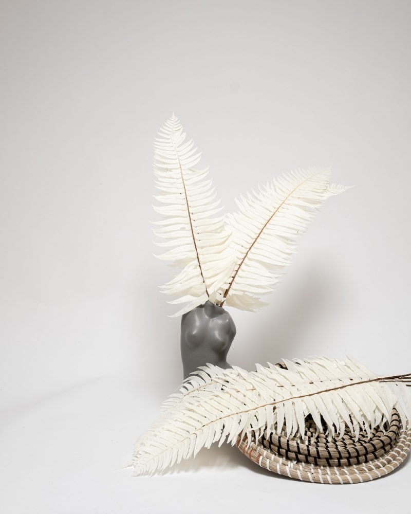 Ormbunke Blekt Vit – Konserverade Växter, Flora Grossist, torkade-blommor