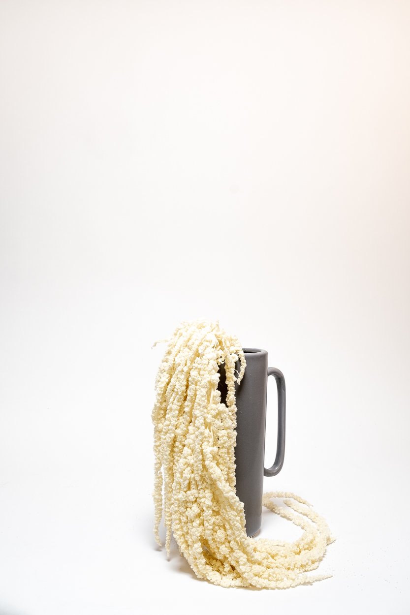 Amaranthus – Blekt Vit – Evighetsväxter, Flora Grossist, konserverade-blommor