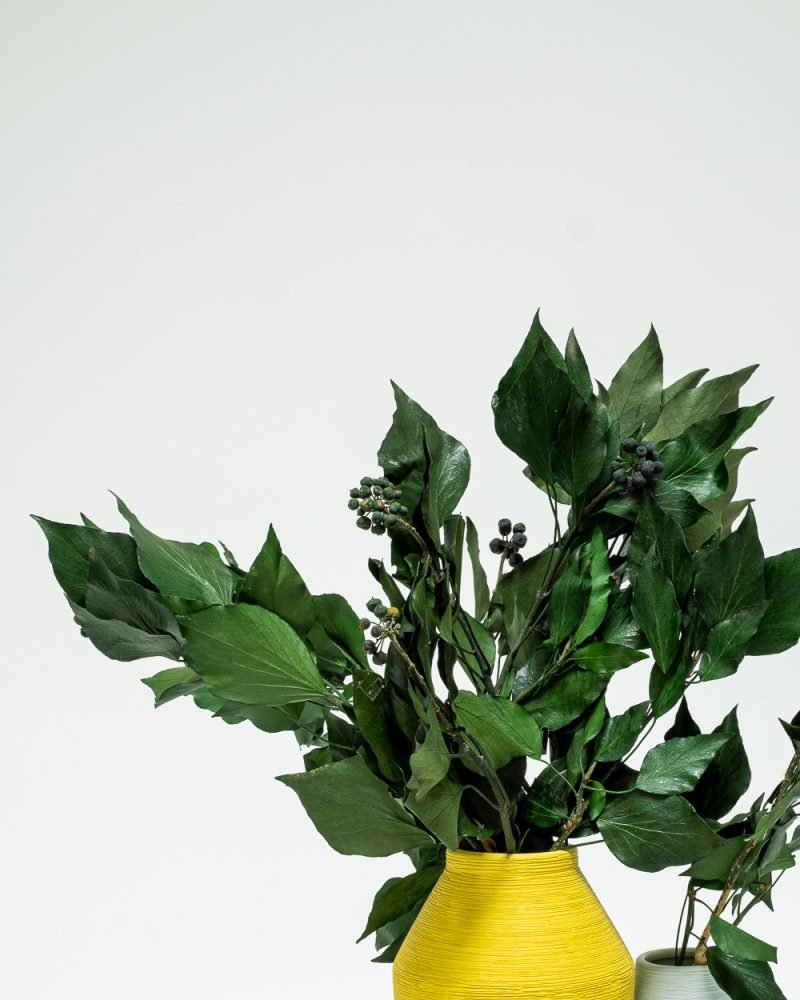 Murreva Frukt – Ivy – Konserverade Växter, Flora Grossist, konserverade-blommor