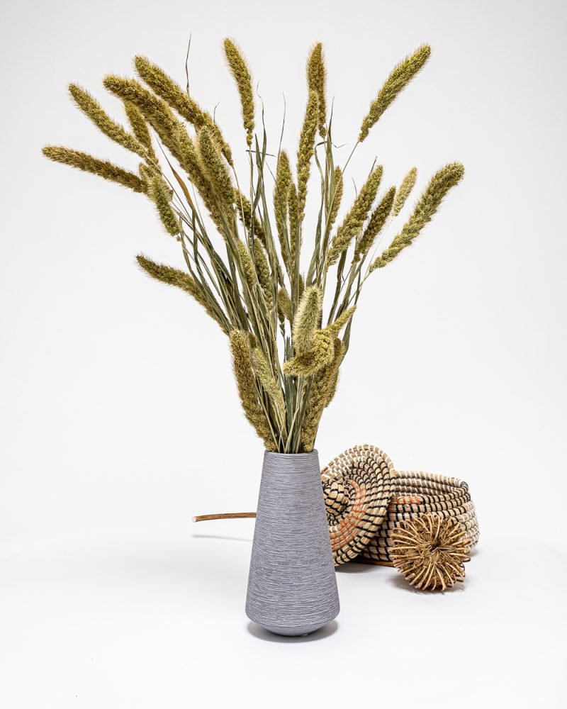 Setaria Naturell – Torkade Blommor, Flora Grossist, torkade-blommor