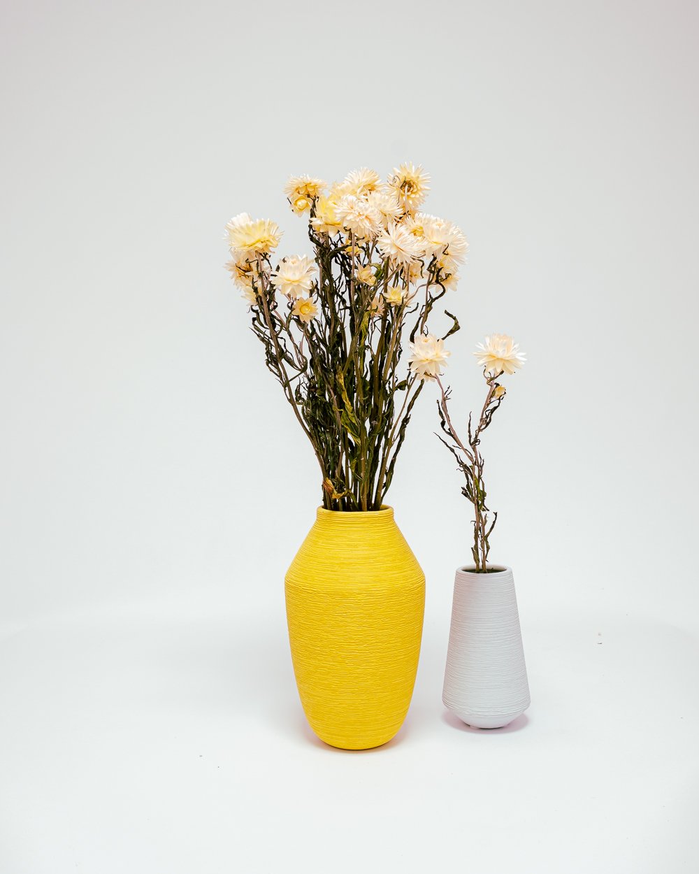 Jätte Eternell Helichrysum Vit – Torkade Blommor, Flora Grossist, torkade-blommor