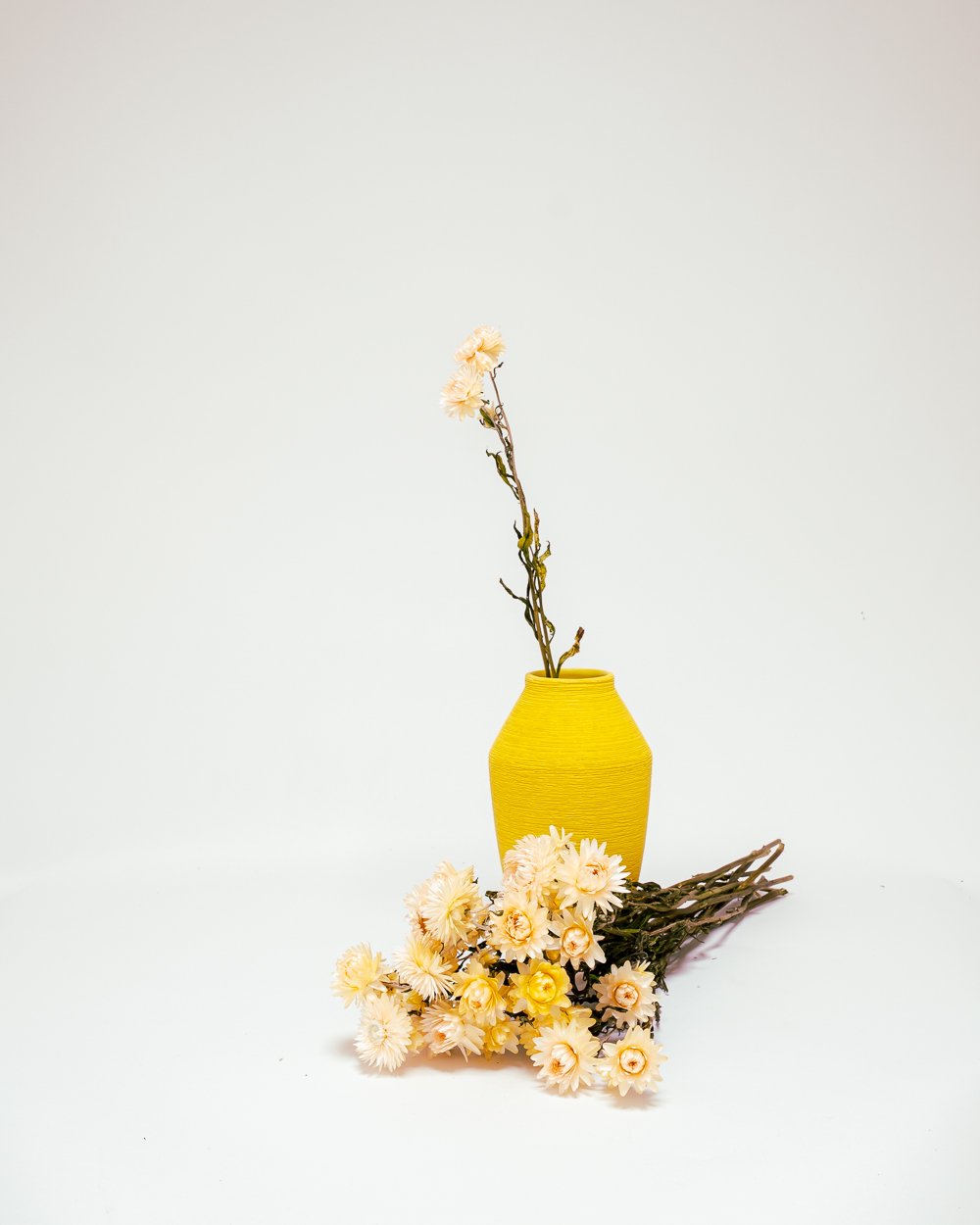 Jätte Eternell Helichrysum Vit – Torkade Blommor, Flora Grossist, torkade-blommor