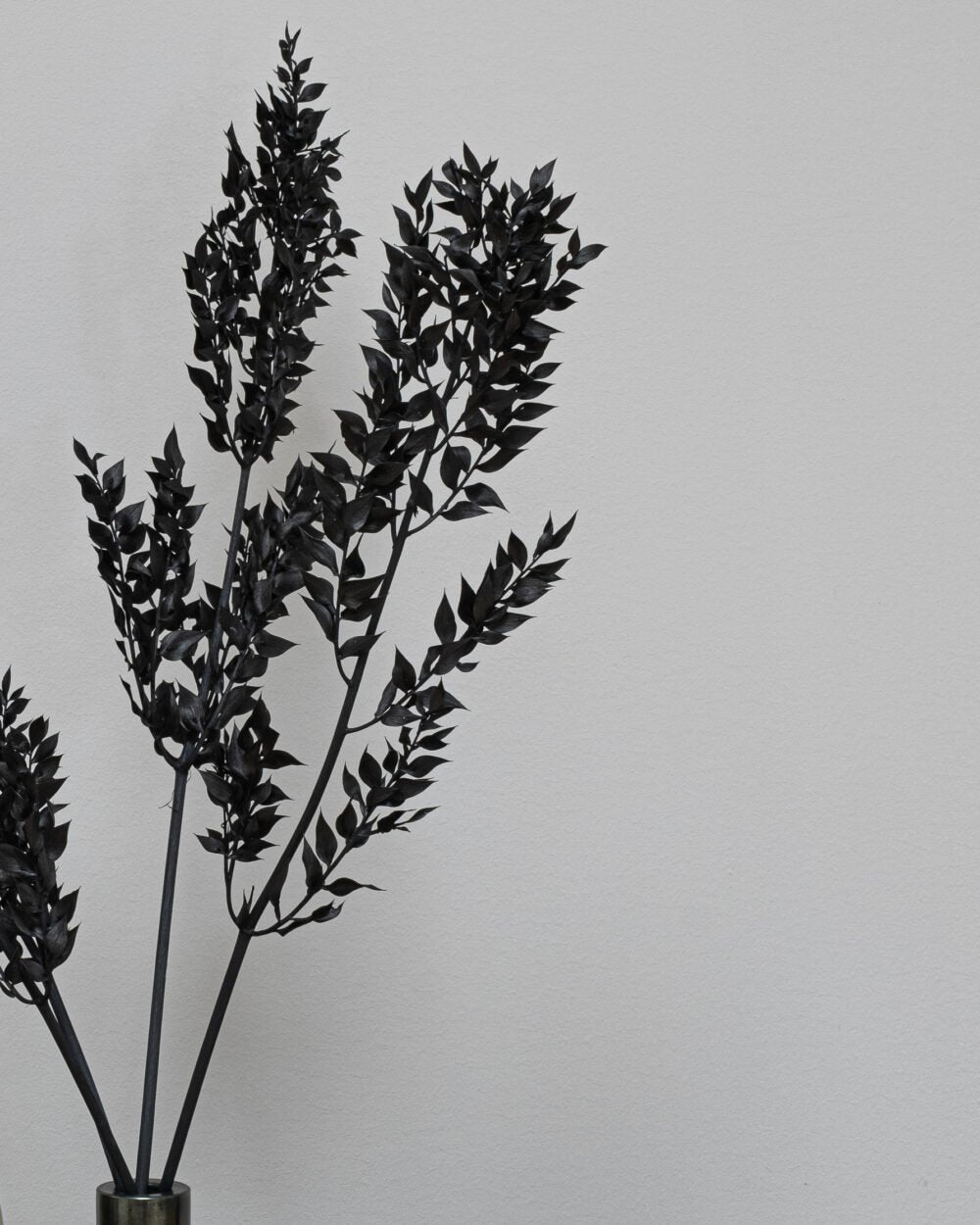 Ruscus Svart – Torkade Blommor, Flora Grossist, torkade-blommor