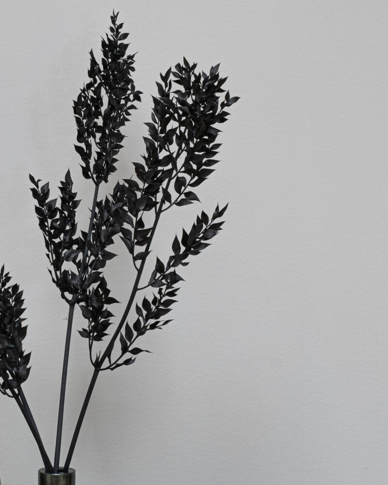 Ruscus Svart – Torkade Blommor, Flora Grossist, torkade-blommor