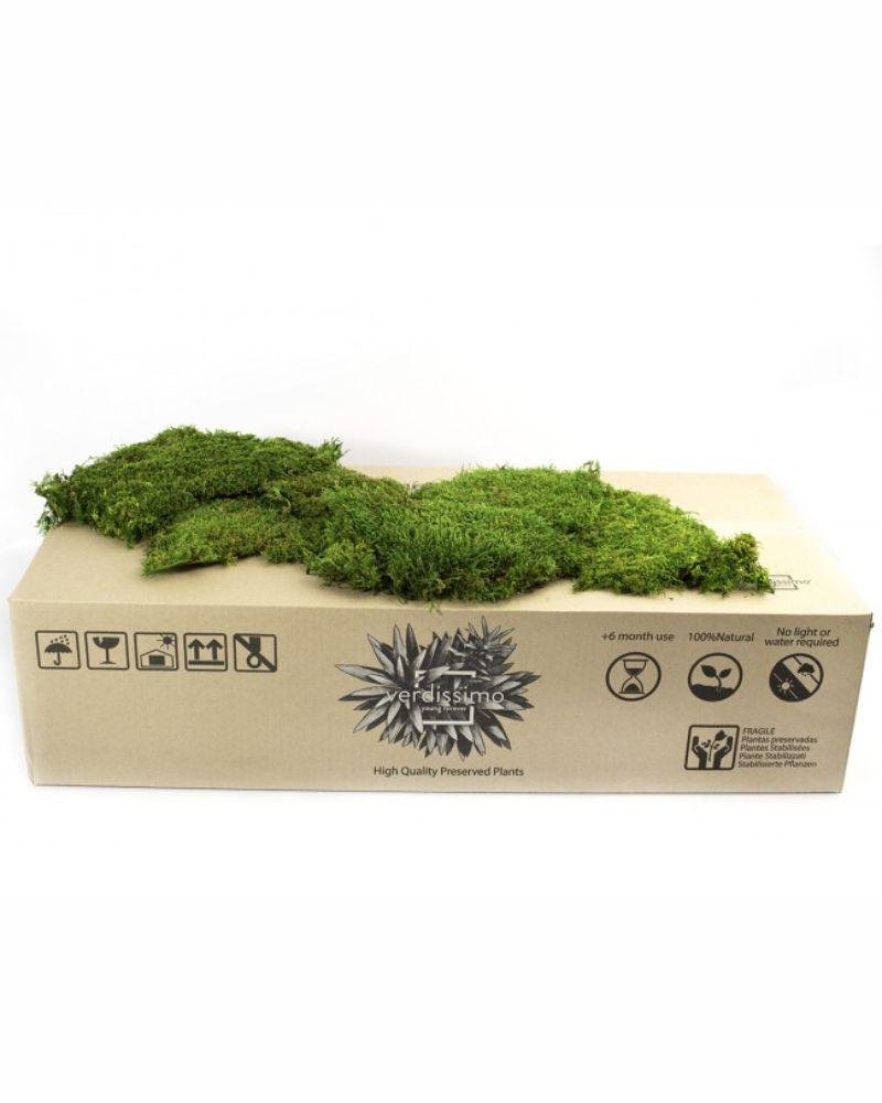 Mossplatta Grön – Bulk– Konserverade Mossa, Flora Grossist, konserverade-blommor