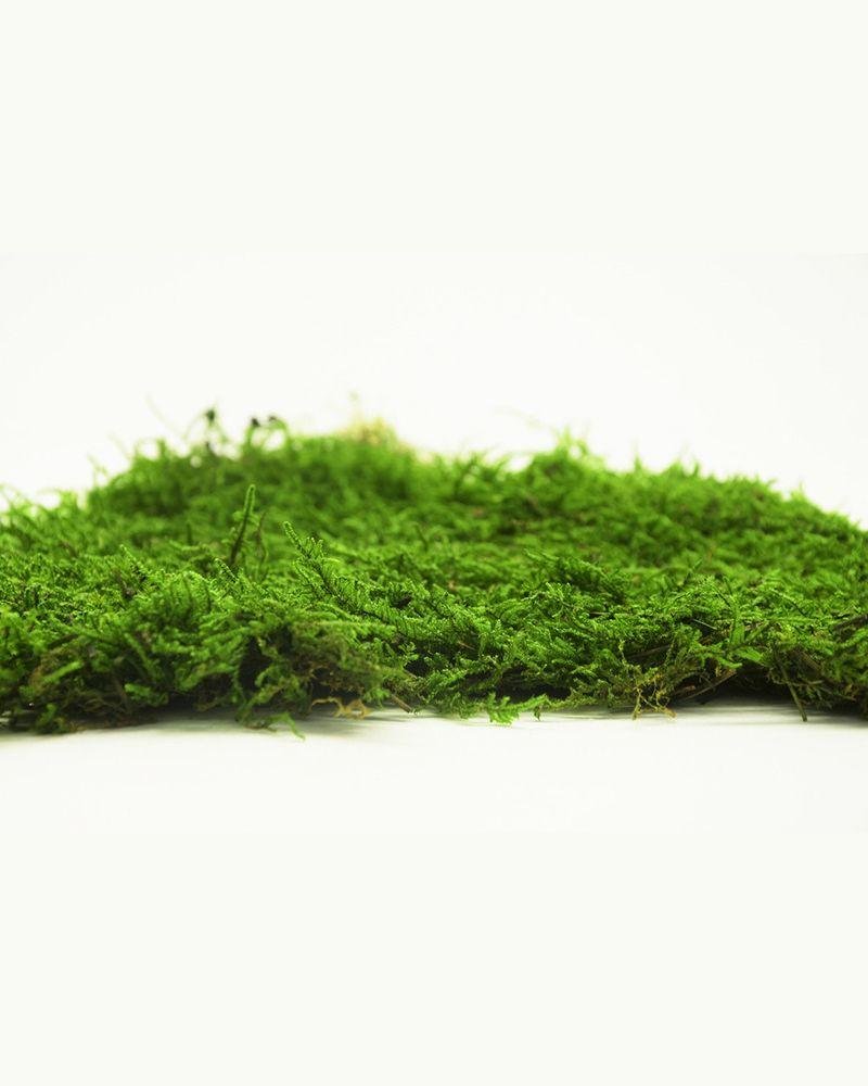 Mossplatta Grön – Bulk– Konserverade Mossa, Flora Grossist, konserverade-blommor