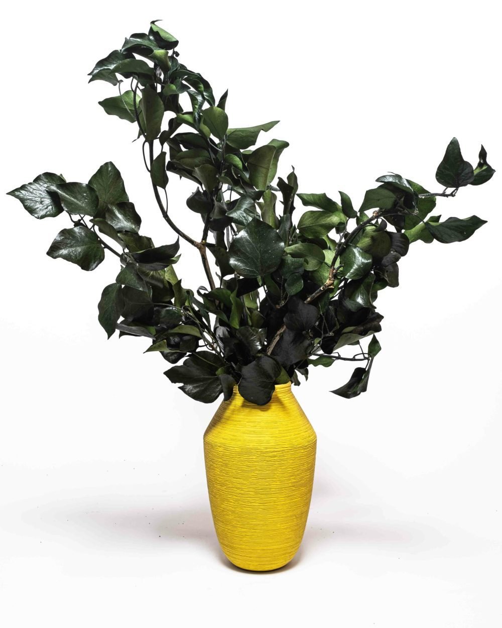 Murreva Ivy – Konserverade Växter, Flora Grossist, konserverade-blommor