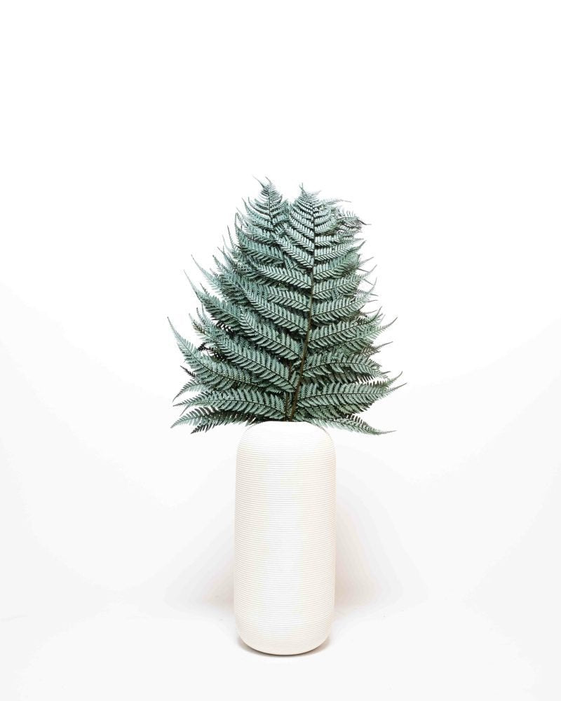 Ormbunke Brilliant – Konserverade Växter, Flora Grossist, torkade-blommor