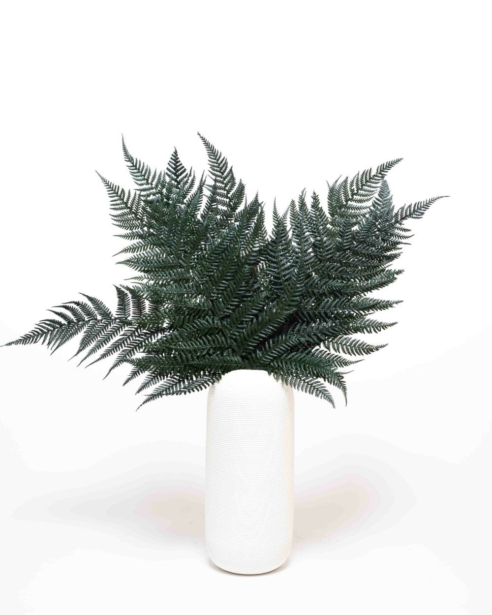 Ormbunke Brilliant – Konserverade Växter, Flora Grossist, torkade-blommor