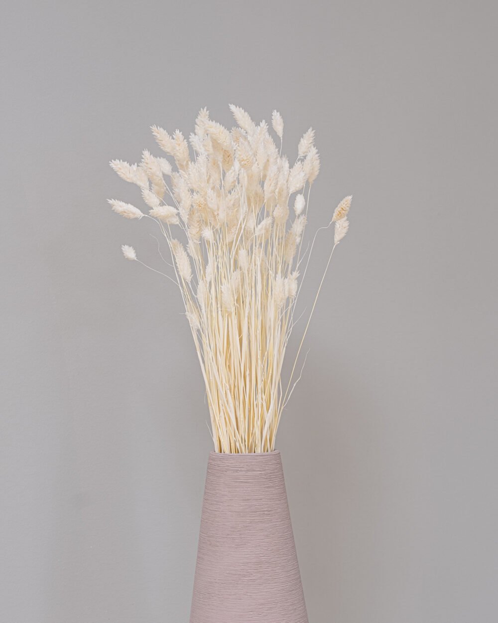 Phalaris Blekt Vit – Torkade Blommor, Flora Grossist, torkade-blommor