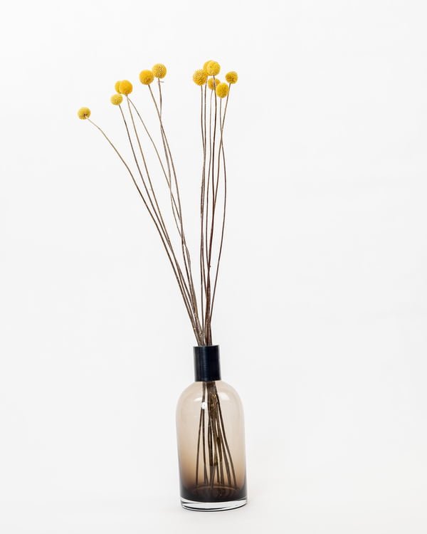 Craspedia Solboll Naturell Gul – Torkade Blommor, Flora Grossist, torkade-blommor