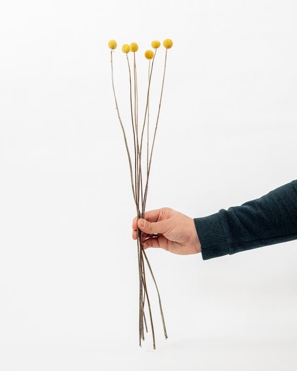 Craspedia Solboll Naturell Gul – Torkade Blommor, Flora Grossist, torkade-blommor