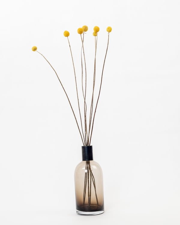 Craspedia Solboll Naturell Gul – Torkade Blommor, Flora Grossist, torkade-blommor