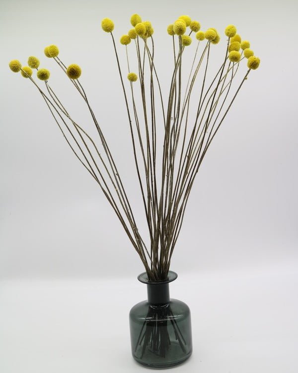 Craspedia Solboll Naturell Gul – Torkade Blommor, Flora Grossist, torkade-blommor