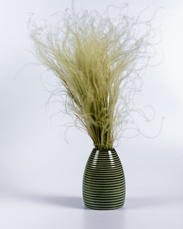 Stipa Pennata -fjädergräs – Naturell, Flora Grossist, torkade-blommor