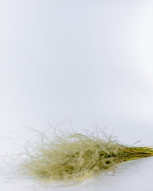 Stipa Pennata -fjädergräs – Naturell, Flora Grossist, torkade-blommor