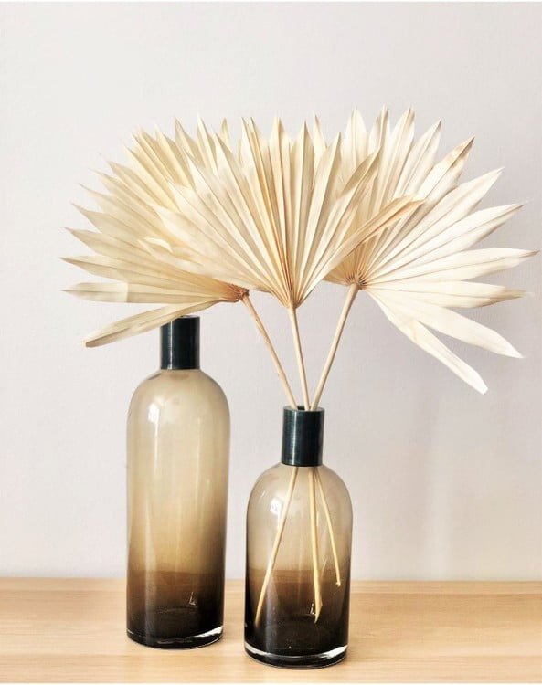 Palm Sun Blekt Vit – Torkade Blommor, Flora Grossist, torkade-blommor