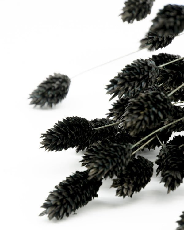 Phalaris Svart – Torkade Blommor, Flora Grossist, torkade-blommor