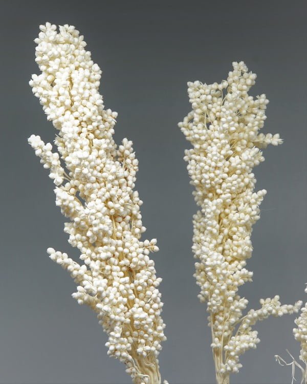 Indian Corn Blekt Vit – Torkade Blommor, Flora Grossist, torkade-blommor