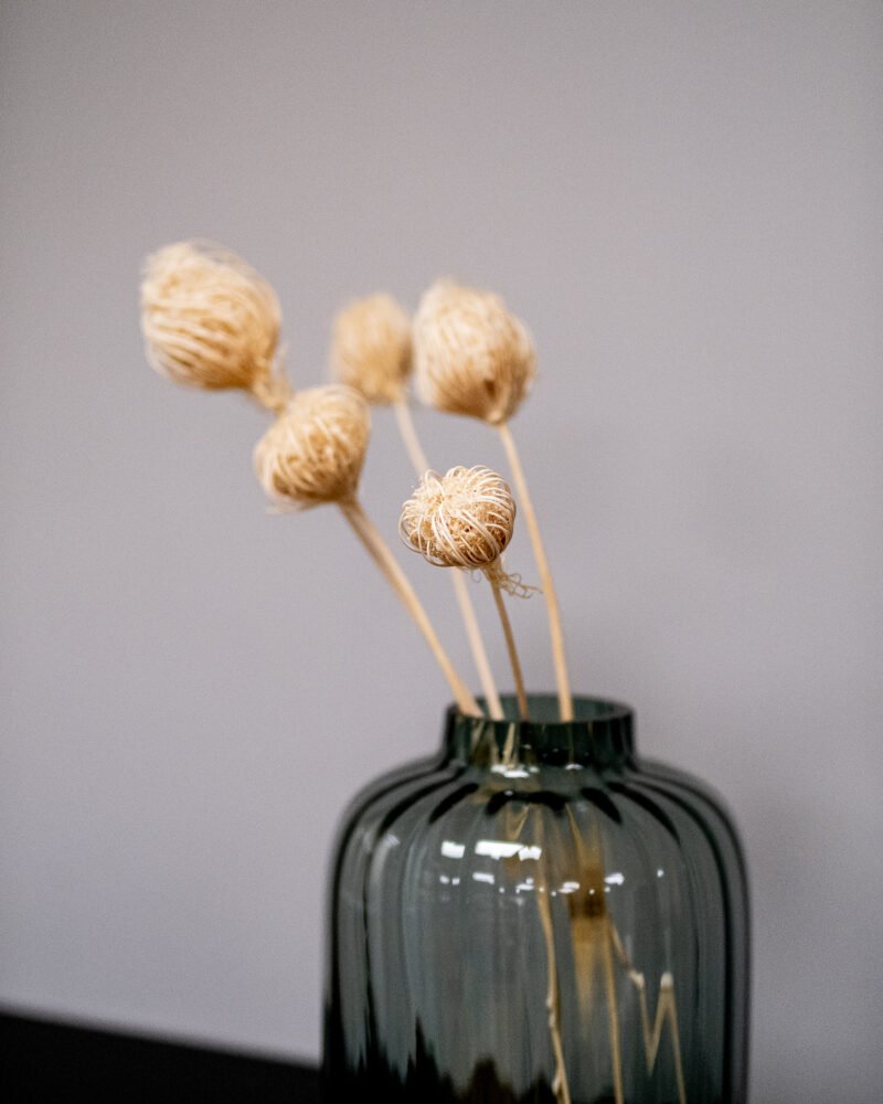Ammi Majus Vit 3 St., Flora Grossist, torkade-blommor