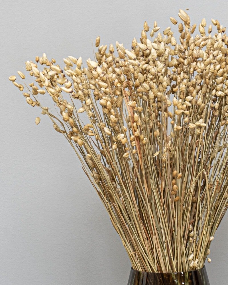 Briza Naturell – Torkade Blommor, Flora Grossist, torkade-blommor