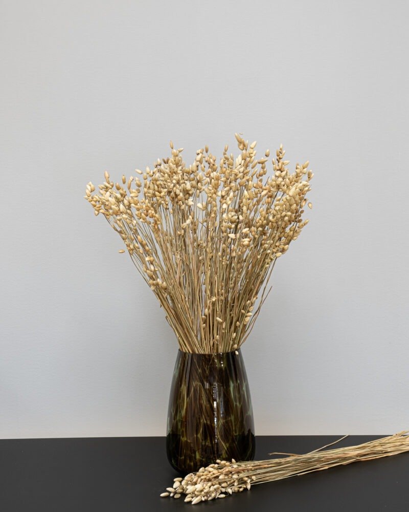 Briza Naturell – Torkade Blommor, Flora Grossist, torkade-blommor