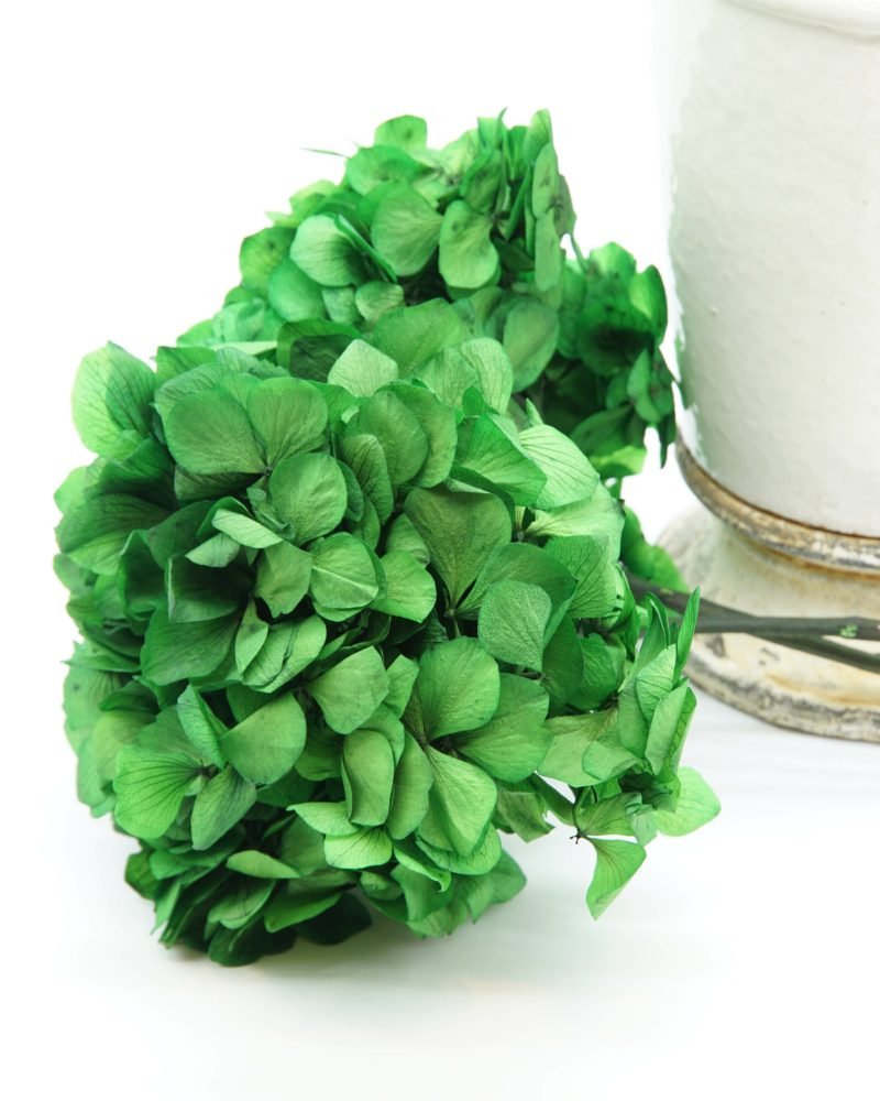 Konserverade Hortensia Grön, Flora Grossist, konserverade-blommor