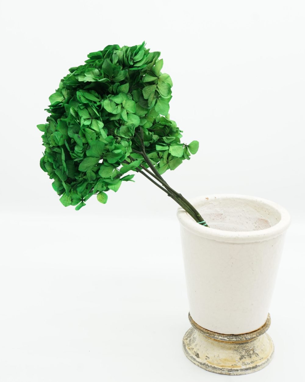Konserverade Hortensia Grön, Flora Grossist, konserverade-blommor