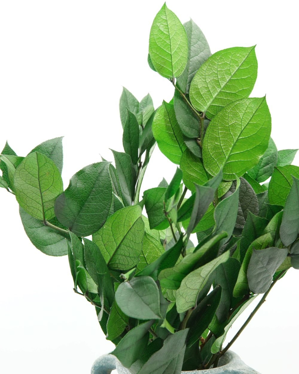 Konserverad Vaktelbär – Salal, Flora Grossist, konserverade-blommor