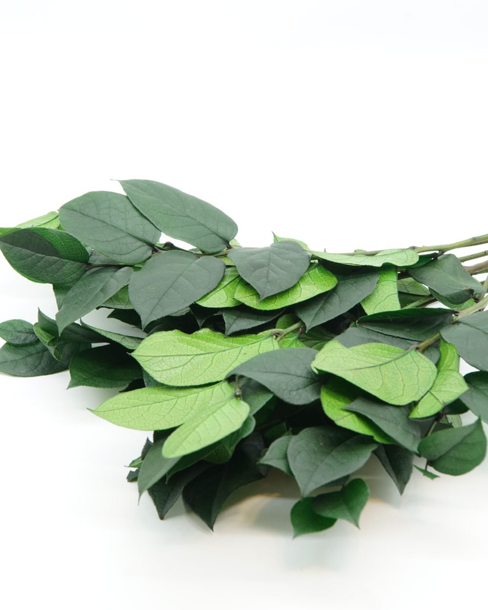 Konserverad Vaktelbär – Salal, Flora Grossist, konserverade-blommor