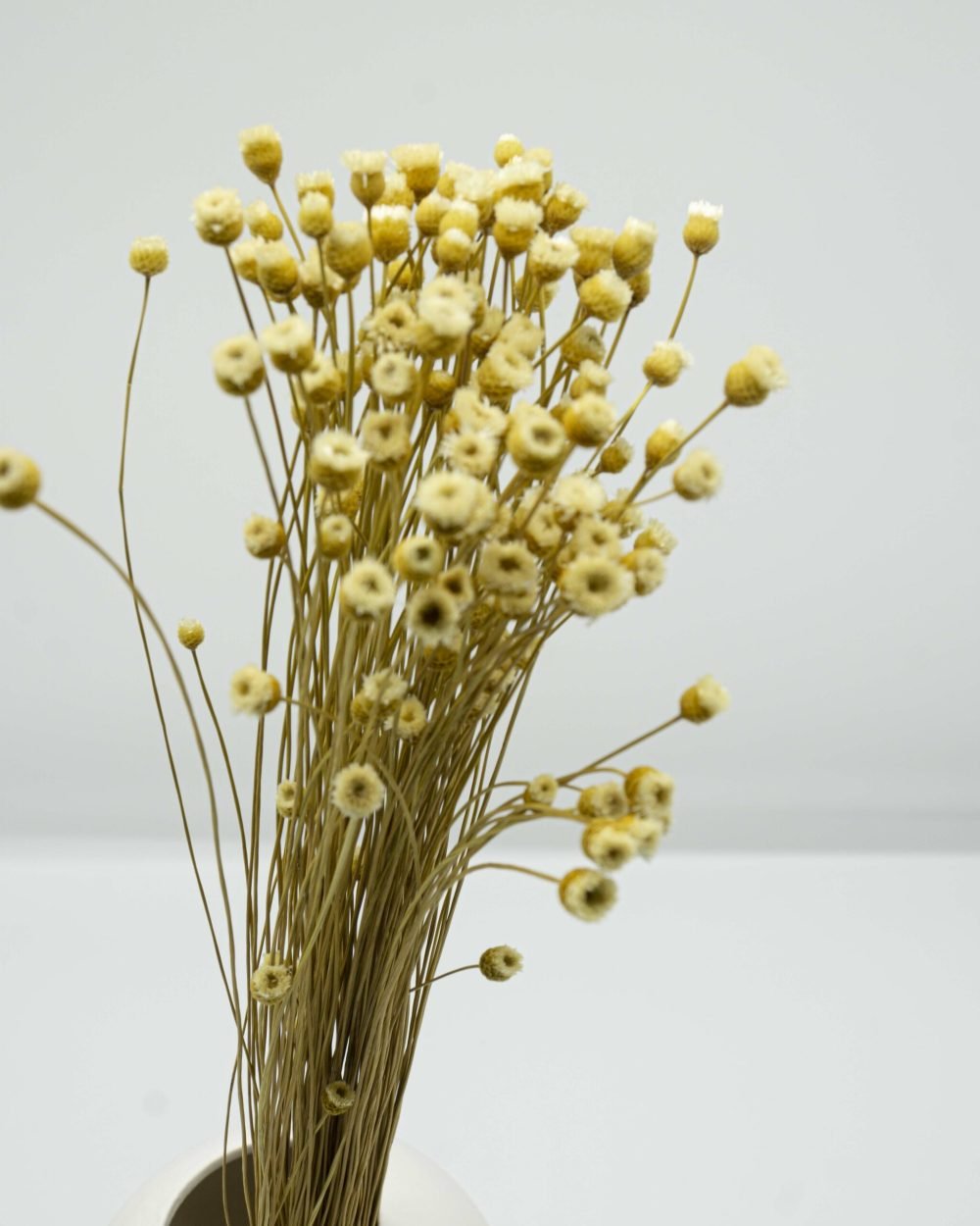 Jazilda Naturell Vit – Torkade Blommor, Flora Grossist, torkade-blommor