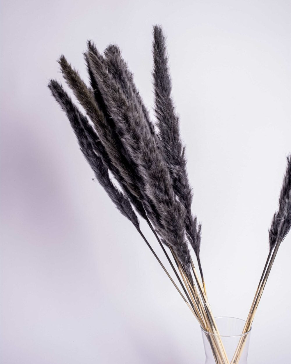 Mini Pampasgräs Svart, Flora Grossist, torkade-blommor