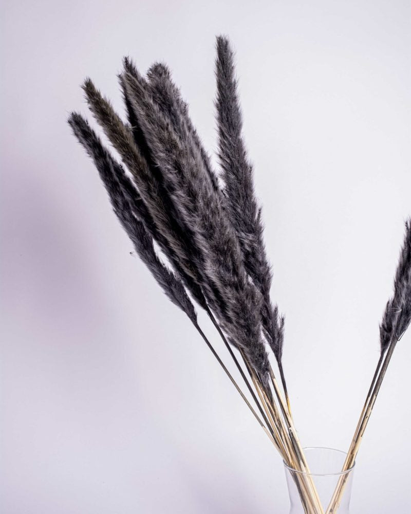 Mini Pampasgräs Svart, Flora Grossist, torkade-blommor