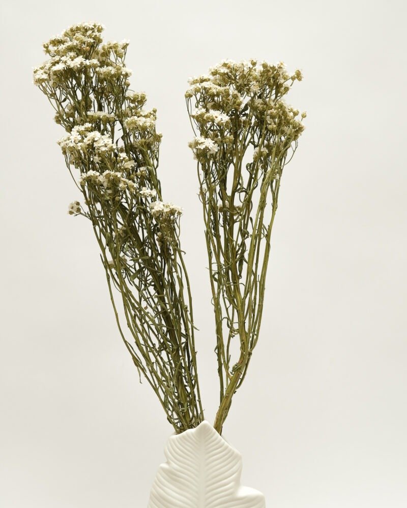 Ixodia Naturell Vit – 1 St, Flora Grossist, torkade-blommor