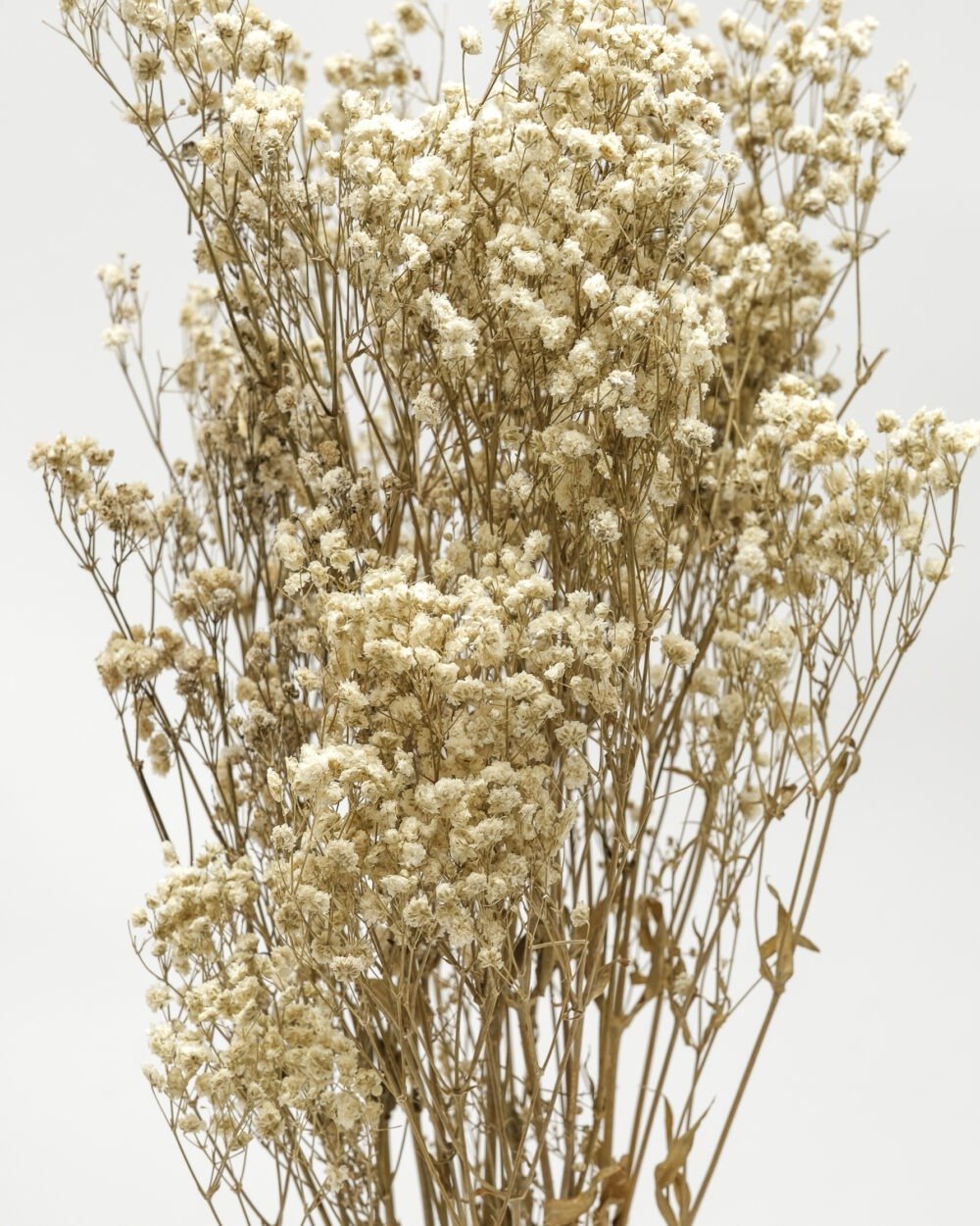 Gypsophila Naturell – Konserverad, Flora Grossist, torkade-blommor